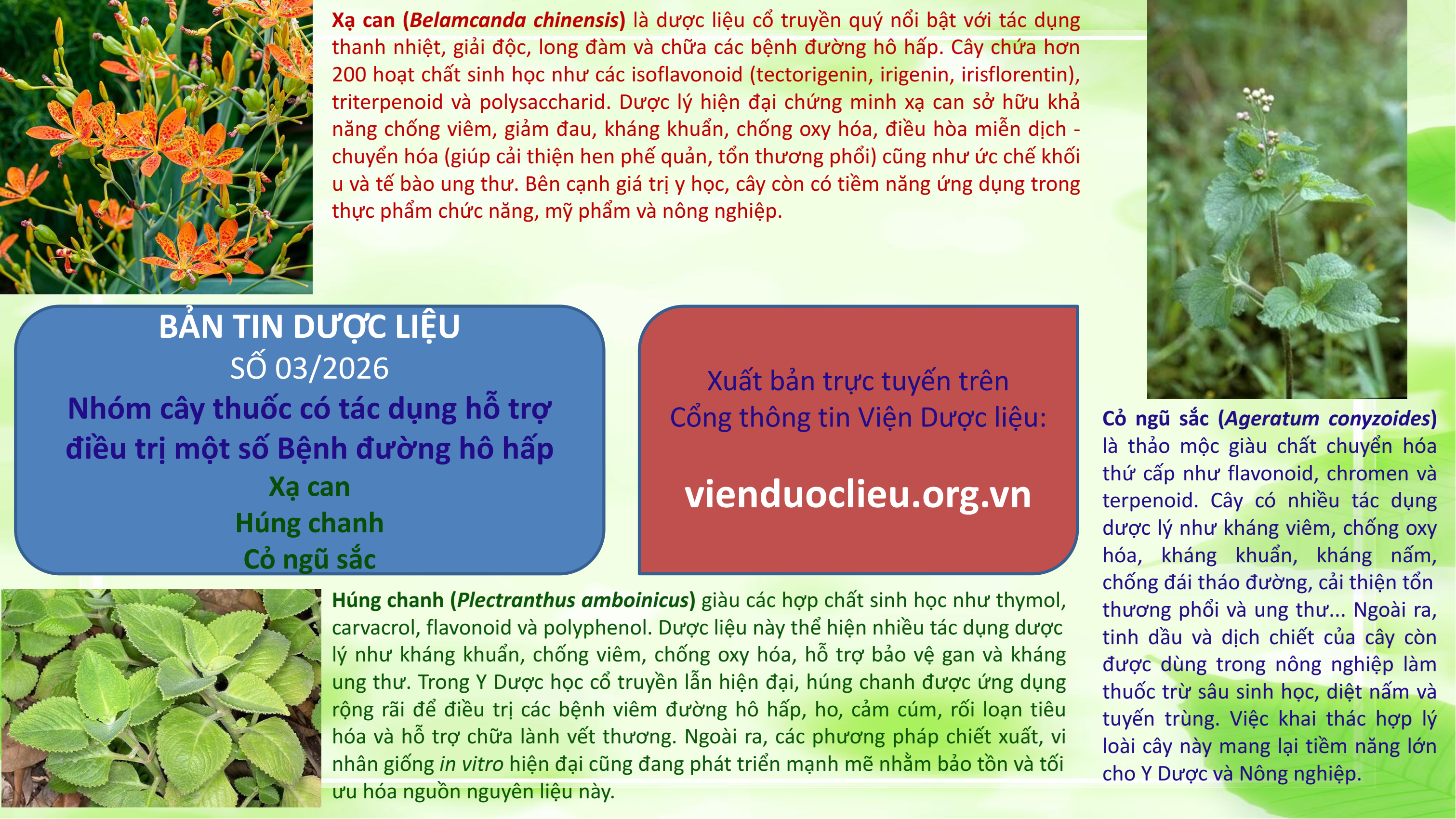 Không có ảnh